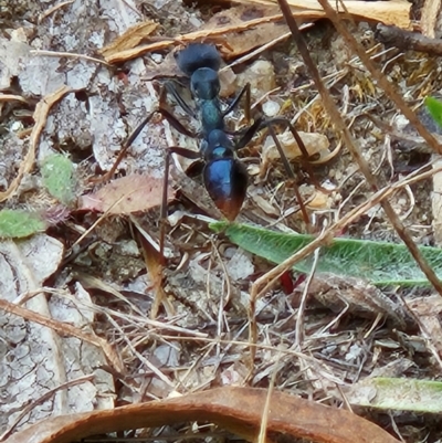Myrmecia tarsata (Bull ant or Bulldog ant) at Tharwa, ACT - 6 Mar 2024 by ChrisHolder
