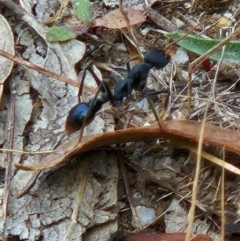 Myrmecia tarsata at Namadgi National Park - 6 Mar 2024 12:11 PM