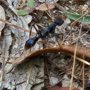 Myrmecia tarsata at Namadgi National Park - 6 Mar 2024 12:11 PM