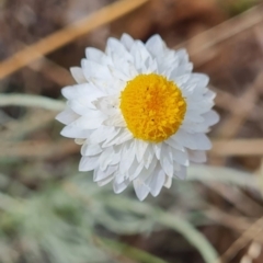 Leucochrysum albicans subsp. tricolor (Hoary Sunray) at Croke Place Grassland (CPG) - 6 Mar 2024 by WalkYonder