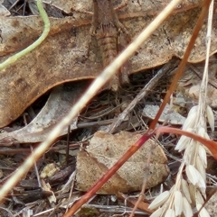 Phaulacridium vittatum (Wingless Grasshopper) at Tharwa, ACT - 6 Mar 2024 by ChrisHolder