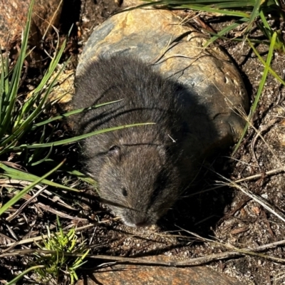 Mastacomys fuscus (Broad-toothed Rat) at Jagungal Wilderness, NSW - 4 Mar 2024 by AshW