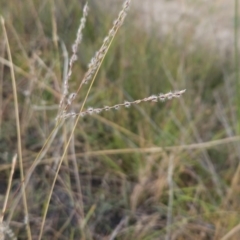Digitaria brownii (Cotton Panic Grass) at Cooleman Ridge - 5 Mar 2024 by BethanyDunne