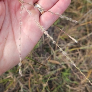 Digitaria brownii at Cooleman Ridge - 6 Mar 2024