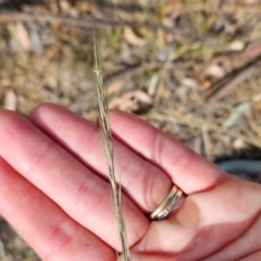 Aristida ramosa (Purple Wire Grass) at Cooleman Ridge - 5 Mar 2024 by BethanyDunne
