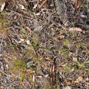 Aristida ramosa at Cooleman Ridge - 6 Mar 2024 09:28 AM