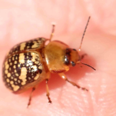Paropsis pictipennis (Tea-tree button beetle) at Black Mountain - 27 Feb 2024 by ConBoekel