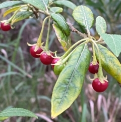 Solanum stelligerum (Devil's Needles) at Broulee, NSW - 27 Jan 2024 by Tapirlord