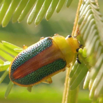 Calomela parilis (Leaf beetle) at O'Connor, ACT - 27 Feb 2024 by ConBoekel
