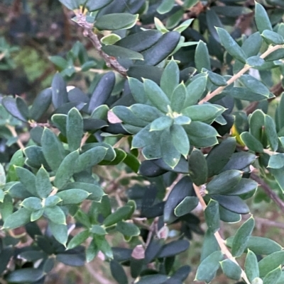 Monotoca elliptica (Tree Broom-heath) at Moruya, NSW - 27 Jan 2024 by Tapirlord