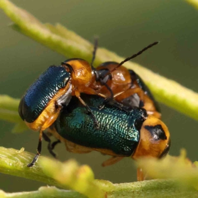 Aporocera (Aporocera) consors (A leaf beetle) at O'Connor, ACT - 28 Feb 2024 by ConBoekel