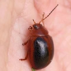 Dicranosterna immaculata (Acacia leaf beetle) at Black Mountain - 28 Feb 2024 by ConBoekel