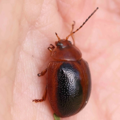 Dicranosterna immaculata (Acacia leaf beetle) at Black Mountain - 27 Feb 2024 by ConBoekel