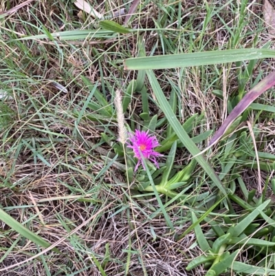 Carpobrotus glaucescens (Pigface) at Moruya, NSW - 27 Jan 2024 by Tapirlord