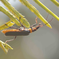 Chauliognathus lugubris (Plague Soldier Beetle) at O'Connor, ACT - 28 Feb 2024 by ConBoekel