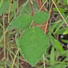 Rubus anglocandicans (Blackberry) at Black Mountain - 28 Feb 2024 by ConBoekel