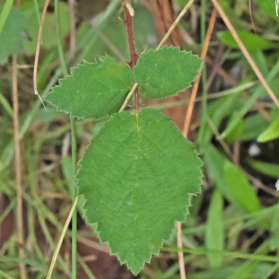 Rubus anglocandicans (Blackberry) at Black Mountain - 28 Feb 2024 by ConBoekel