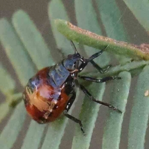 Oechalia schellenbergii at O'Connor, ACT - 28 Feb 2024 10:27 AM