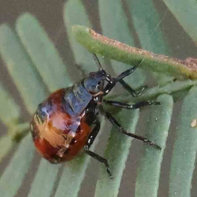 Oechalia schellenbergii (Spined Predatory Shield Bug) at O'Connor, ACT - 27 Feb 2024 by ConBoekel