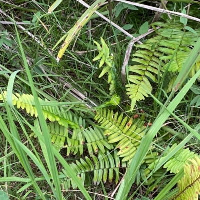 Pellaea falcata (Sickle Fern) at Moruya, NSW - 27 Jan 2024 by Tapirlord