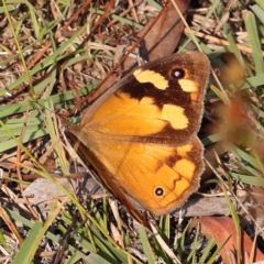 Heteronympha merope (Common Brown Butterfly) at O'Connor, ACT - 27 Feb 2024 by ConBoekel