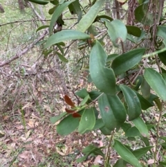 Amyema congener (A Mistletoe) at Broulee, NSW - 27 Jan 2024 by Tapirlord