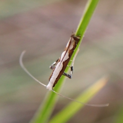 Dialectica scalariella (Echium Leaf Miner) at Mount Painter - 5 Mar 2024 by CathB