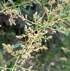 Bursaria spinosa subsp. spinosa (Blackthorn, Boxthorn) at Broulee, NSW - 27 Jan 2024 by Tapirlord