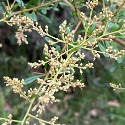 Bursaria spinosa subsp. spinosa (Blackthorn, Boxthorn) at Broulee, NSW - 27 Jan 2024 by Tapirlord