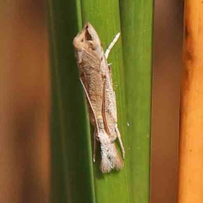 Culladia cuneiferellus (Crambinae moth) at Black Mountain - 28 Feb 2024 by ConBoekel