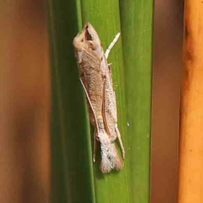 Culladia cuneiferellus (Crambinae moth) at Black Mountain - 27 Feb 2024 by ConBoekel