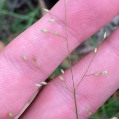 Panicum simile (Hairy Panic) at Broulee, NSW - 27 Jan 2024 by Tapirlord