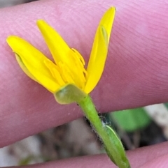 Hypoxis hygrometrica var. splendida (Golden Weather-grass) at Broulee, NSW - 27 Jan 2024 by Tapirlord