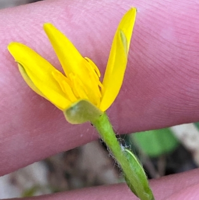 Hypoxis hygrometrica var. splendida (Golden Weather-grass) at Broulee, NSW - 27 Jan 2024 by Tapirlord