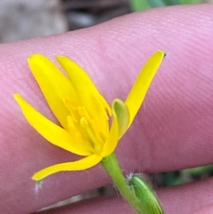 Hypoxis hygrometrica var. splendida at suppressed - suppressed
