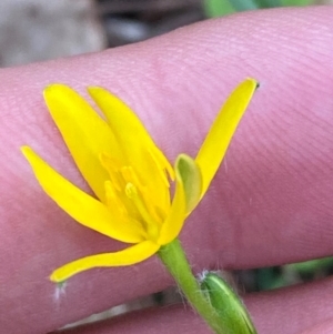 Hypoxis hygrometrica var. splendida at suppressed - suppressed