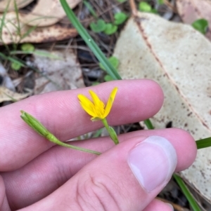 Hypoxis hygrometrica var. splendida at suppressed - suppressed