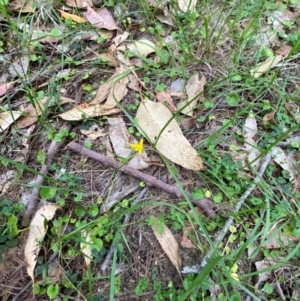 Hypoxis hygrometrica var. splendida at suppressed - suppressed