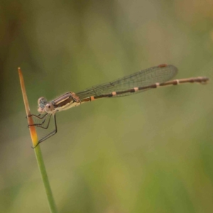 Austrolestes leda at Black Mountain - 28 Feb 2024 11:13 AM