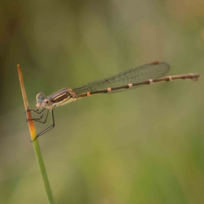 Austrolestes leda (Wandering Ringtail) at Black Mountain - 28 Feb 2024 by ConBoekel