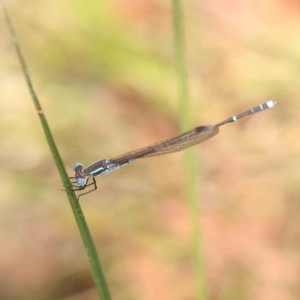 Austrolestes leda at Black Mountain - 28 Feb 2024 11:04 AM