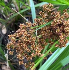 Cladium procerum (Leafy Twig-rush) at Broulee, NSW - 27 Jan 2024 by Tapirlord