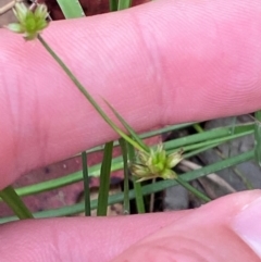 Juncus fockei (A Rush) at Broulee, NSW - 27 Jan 2024 by Tapirlord