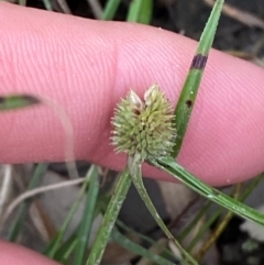 Cyperus brevifolius (Short-leaved Flat Sedge) at Broulee, NSW - 27 Jan 2024 by Tapirlord