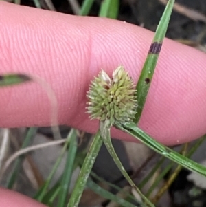 Cyperus brevifolius at Broulee, NSW - 27 Jan 2024 06:15 PM