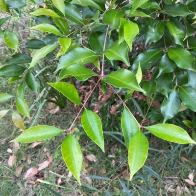 Syzygium smithii (Lilly Pilly) at Broulee, NSW - 27 Jan 2024 by Tapirlord