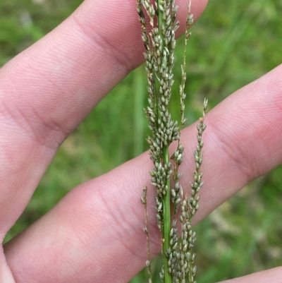 Sporobolus fertilis (Giant Parramatta Grass) at Broulee, NSW - 27 Jan 2024 by Tapirlord