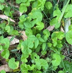 Centella asiatica (Pennywort, Centella, Indian Pennywort) at Broulee, NSW - 27 Jan 2024 by Tapirlord