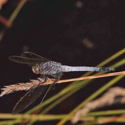 Orthetrum caledonicum (Blue Skimmer) at FBM400: Black Mtn Belconnen Way - 28 Feb 2024 by ConBoekel