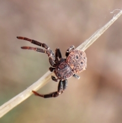 Cymbacha ocellata (Crab spider) at Mount Painter - 6 Mar 2024 by CathB